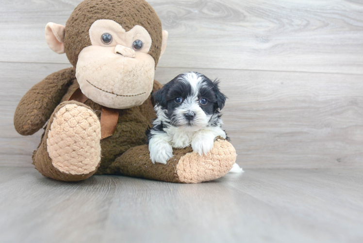 Maltipoo Puppy for Adoption