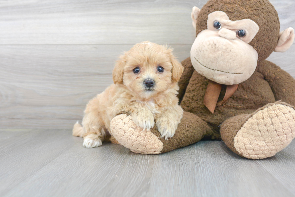 Energetic Maltepoo Poodle Mix Puppy