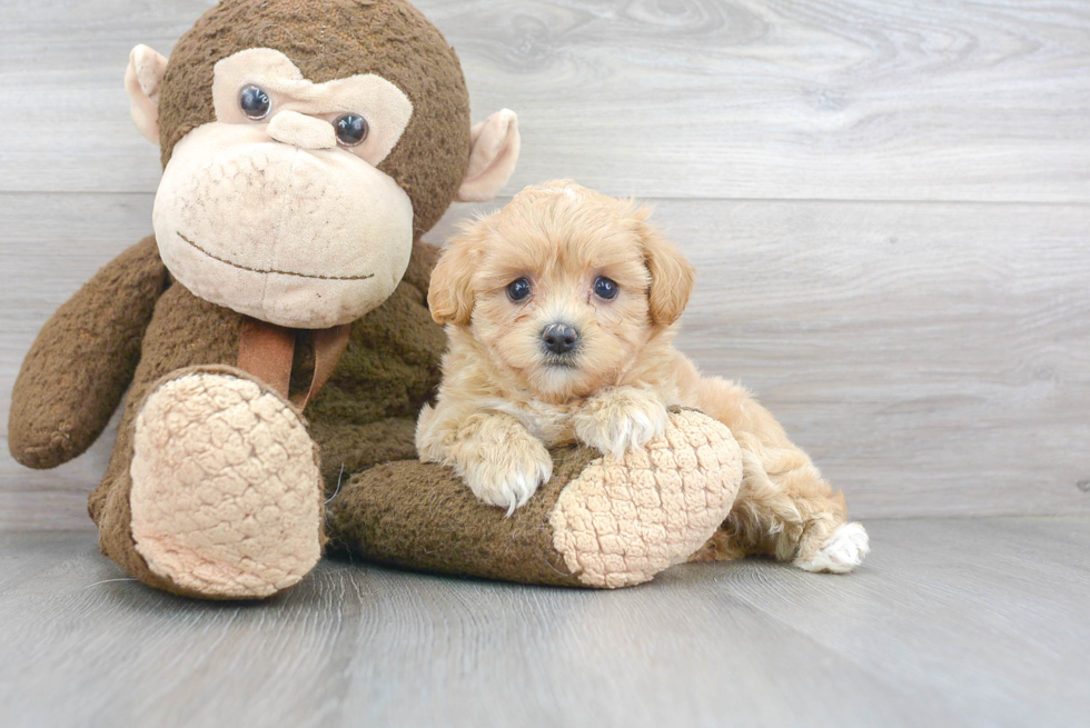 Maltipoo Pup Being Cute