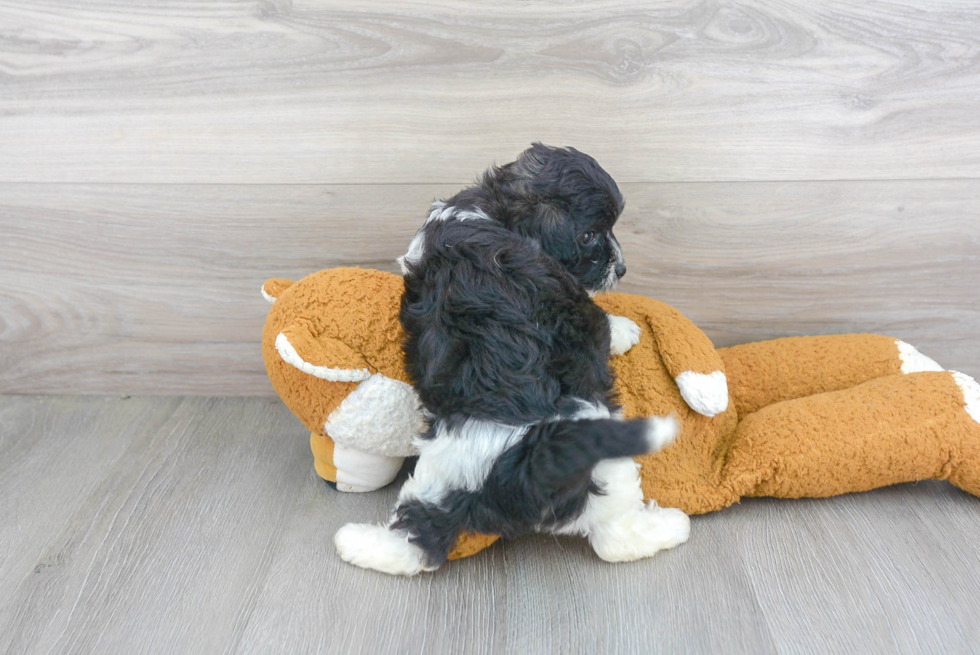 Adorable Maltepoo Poodle Mix Puppy