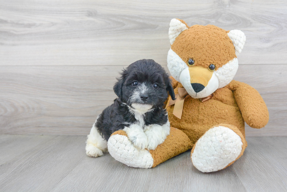 Maltipoo Puppy for Adoption