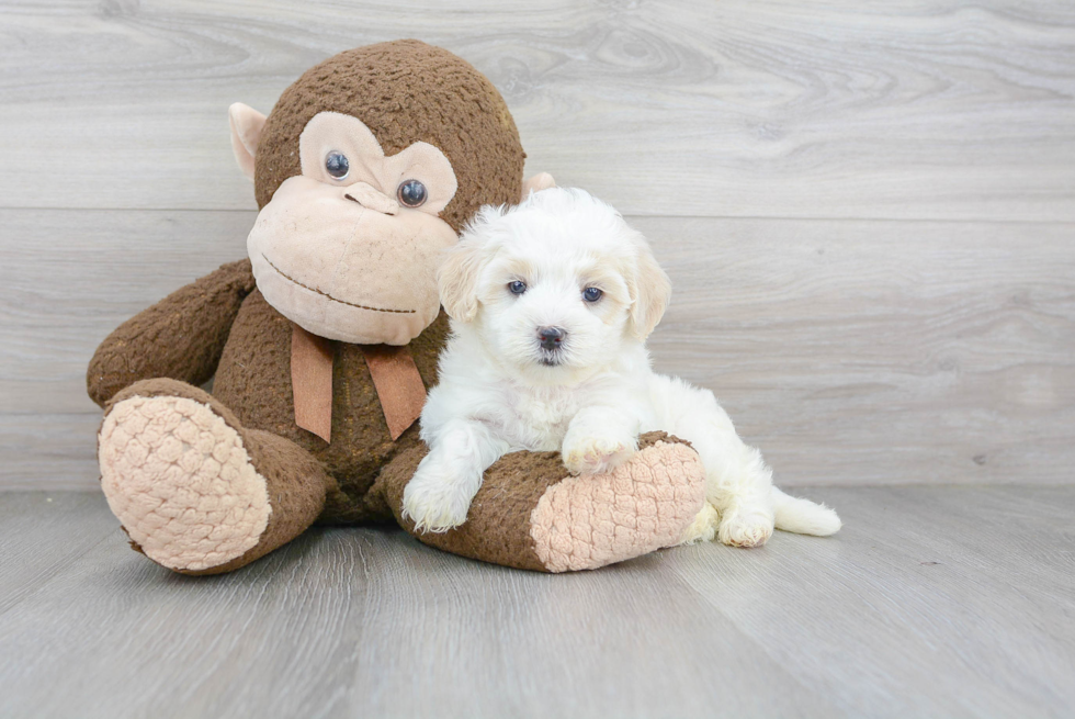 Sweet Maltipoo Baby