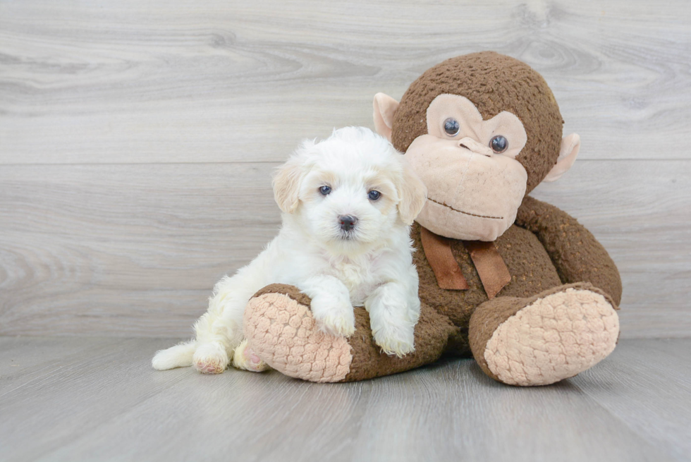 Popular Maltipoo Poodle Mix Pup