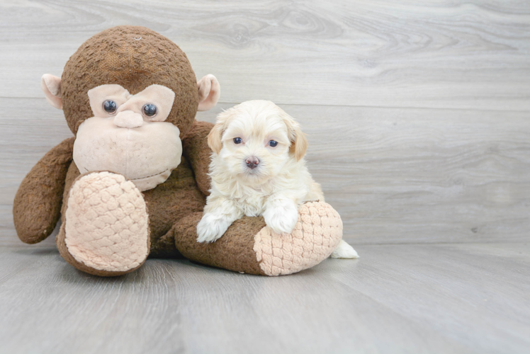 Maltipoo Pup Being Cute