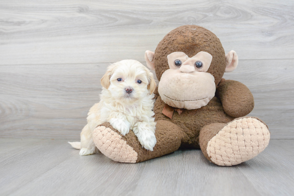 Smart Maltipoo Poodle Mix Pup