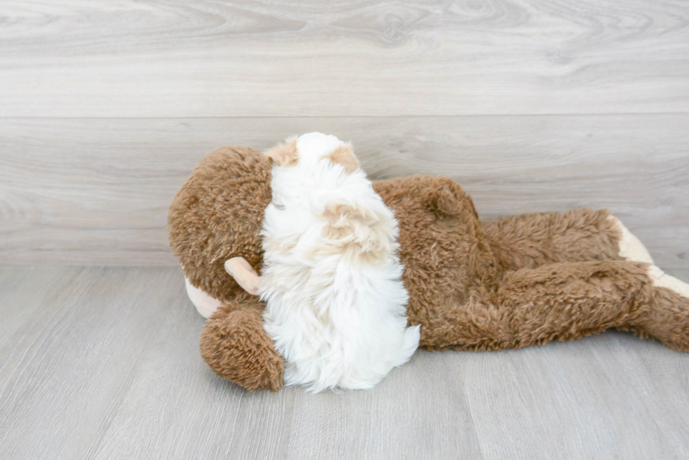 Friendly Maltipoo Baby