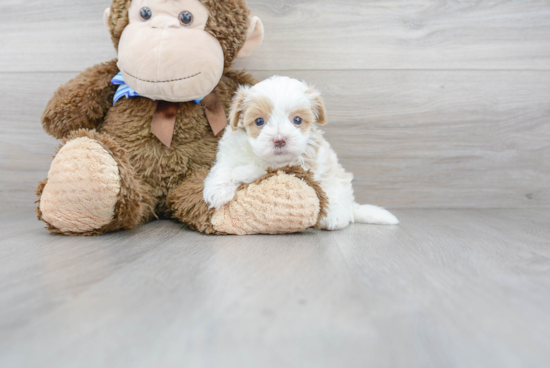 Maltipoo Pup Being Cute