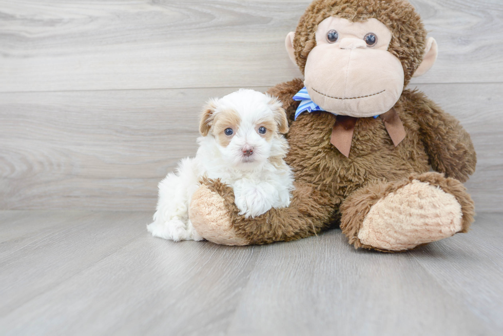 Maltipoo Puppy for Adoption