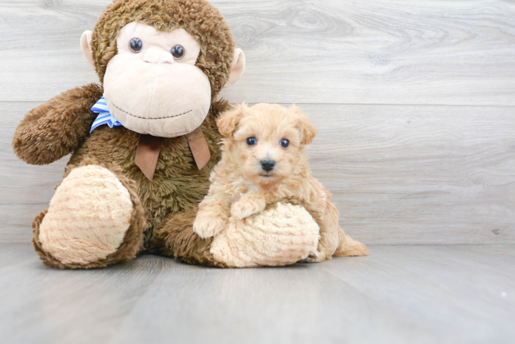 Petite Maltipoo Poodle Mix Pup