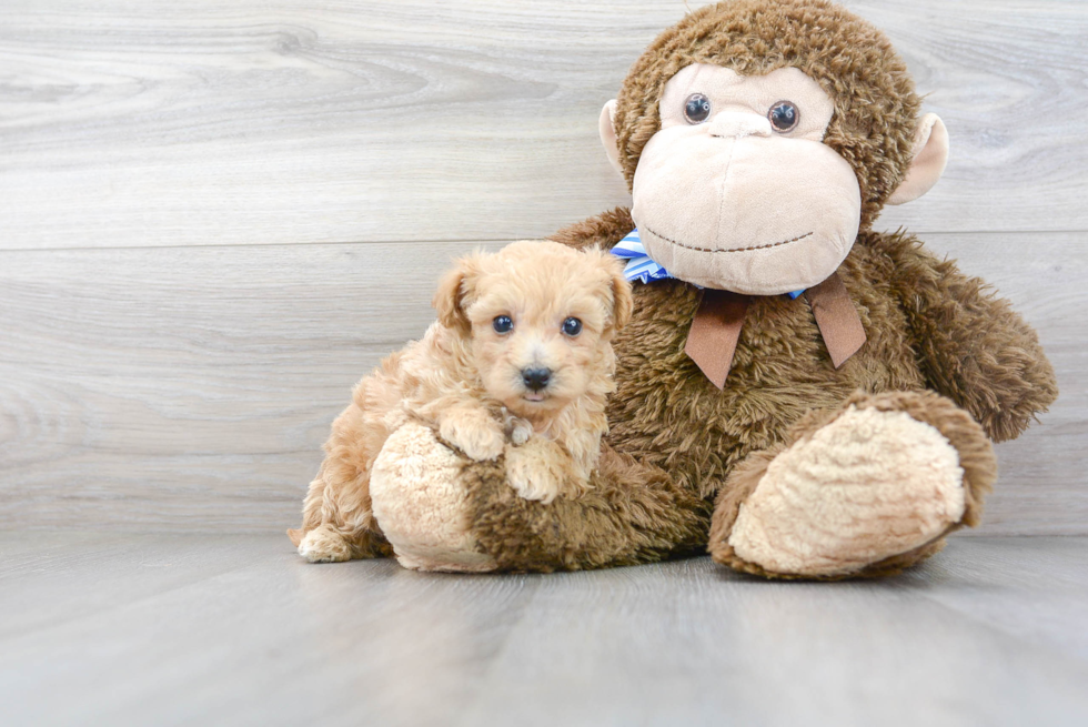 Maltipoo Pup Being Cute