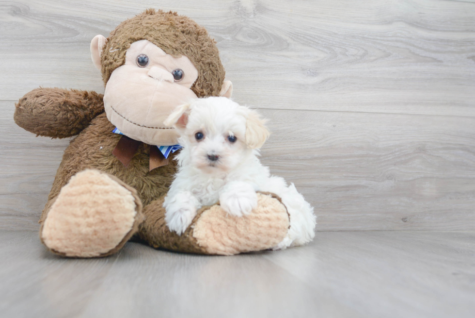 Friendly Maltipoo Baby