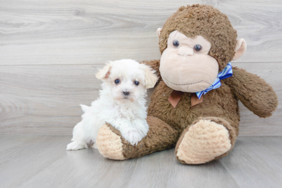 Playful Maltese Poodle Poodle Mix Puppy