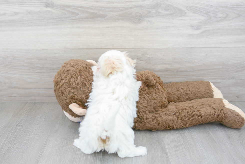 Maltipoo Pup Being Cute