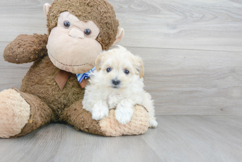 Best Maltipoo Baby