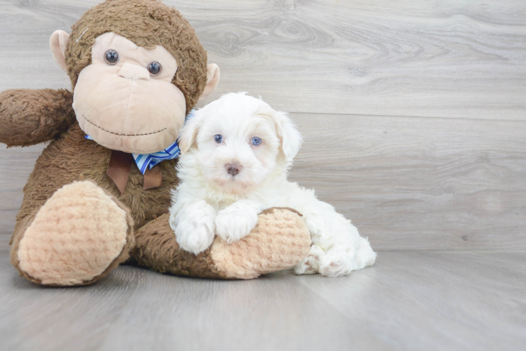 Maltipoo Pup Being Cute