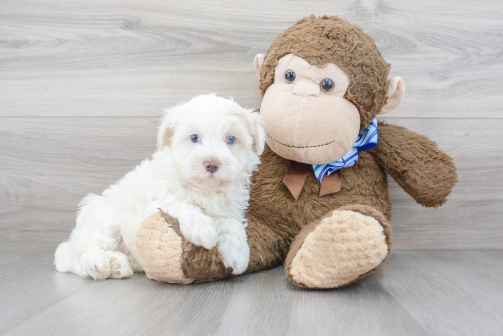 Sweet Maltipoo Baby