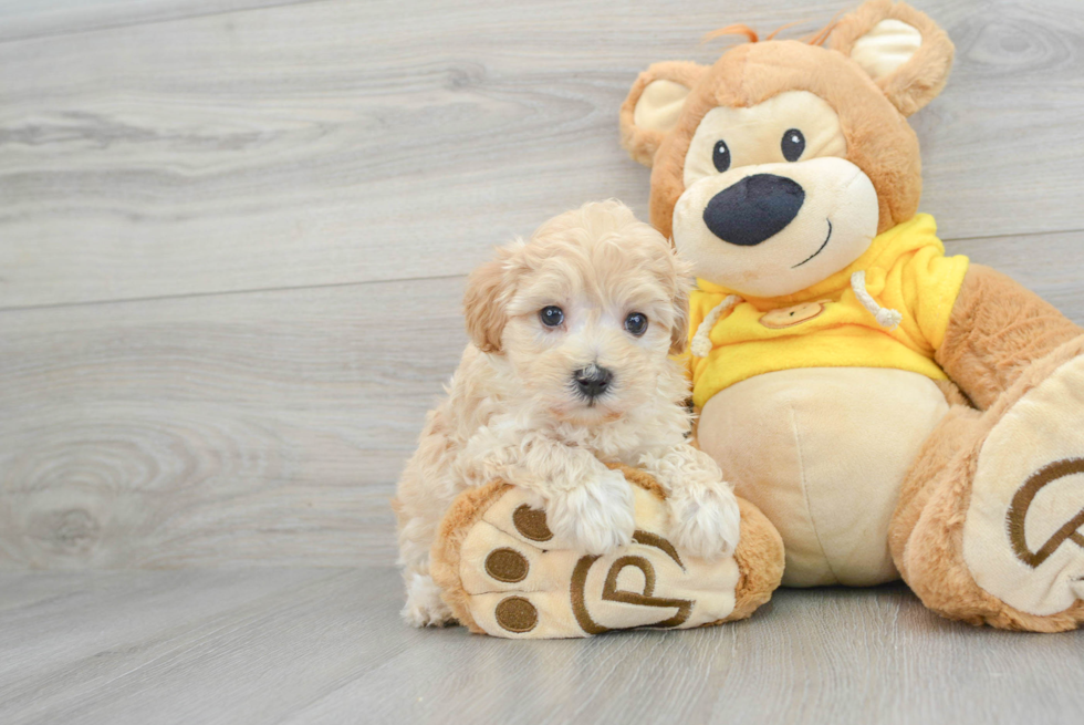 Best Maltipoo Baby