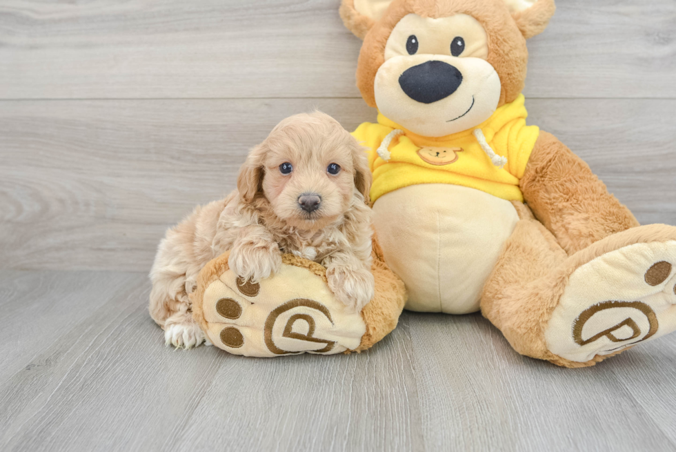 Funny Maltipoo Poodle Mix Pup