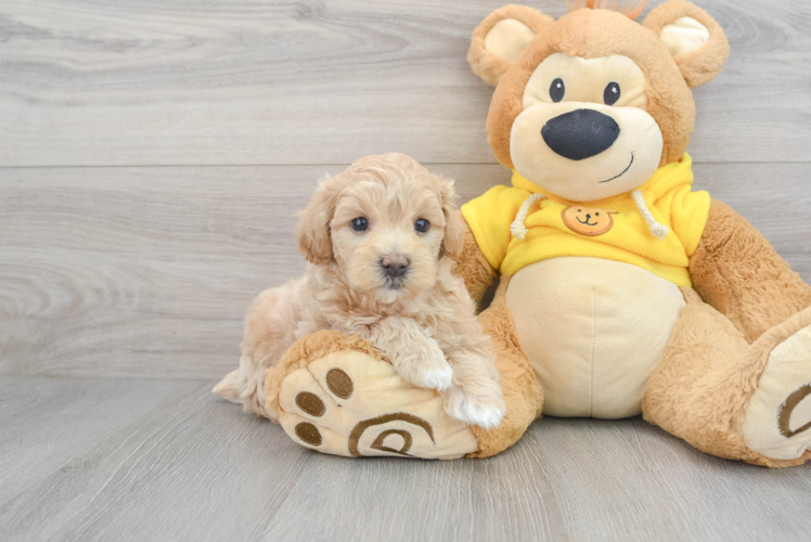 Maltipoo Pup Being Cute