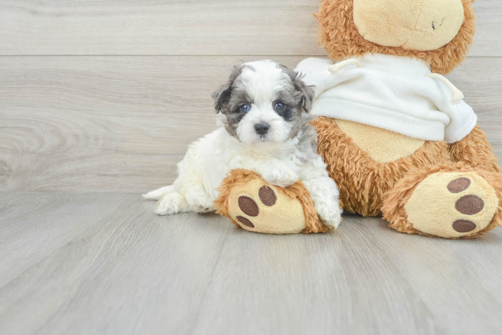 Playful Maltepoo Poodle Mix Puppy