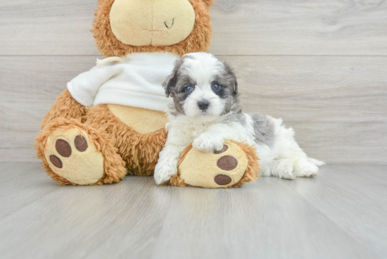 Energetic Maltepoo Poodle Mix Puppy