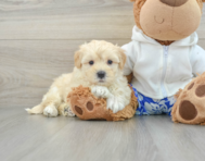 7 week old Maltipoo Puppy For Sale - Premier Pups