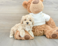 8 week old Maltipoo Puppy For Sale - Premier Pups