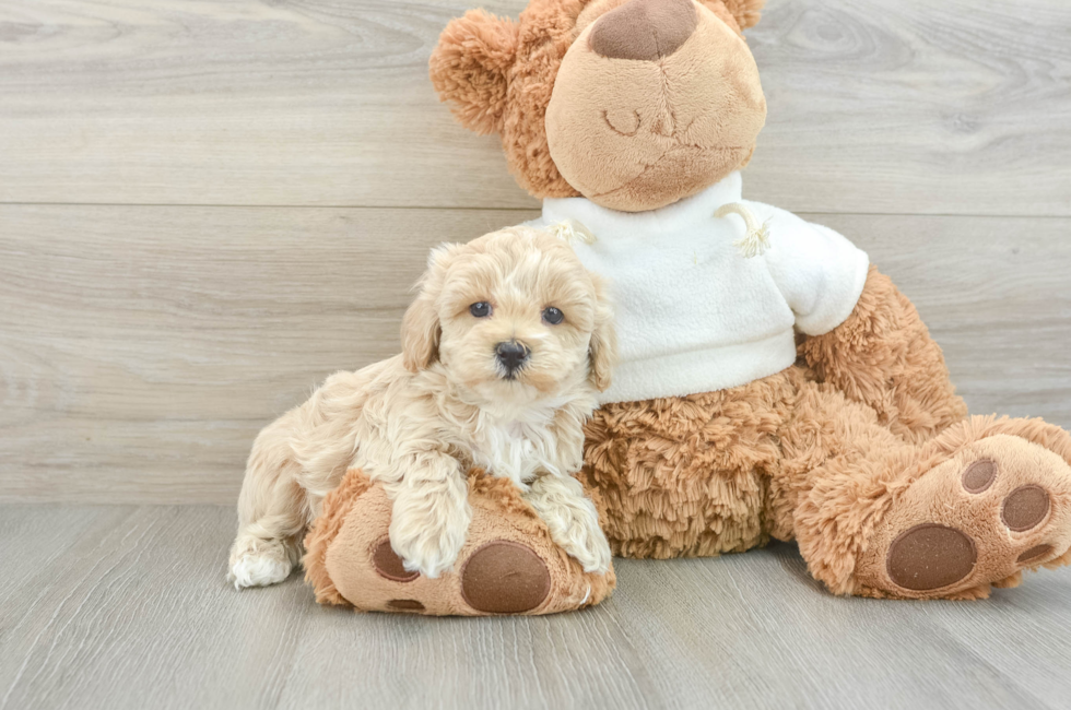 7 week old Maltipoo Puppy For Sale - Premier Pups