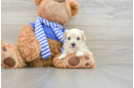 Sweet Maltipoo Baby