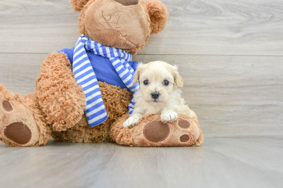 6 week old Maltipoo Puppy For Sale - Premier Pups