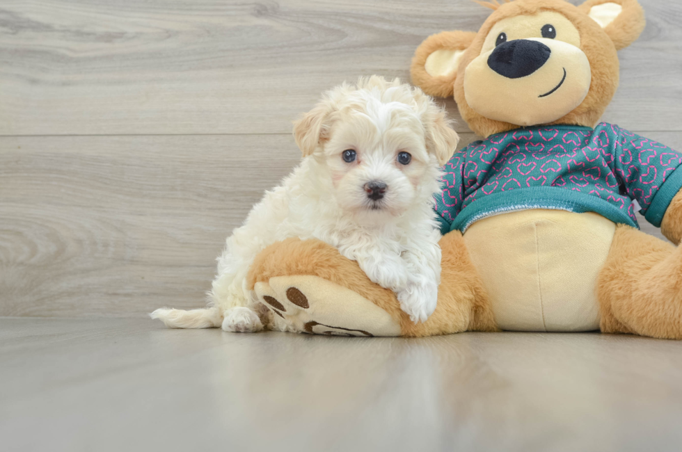 6 week old Maltipoo Puppy For Sale - Premier Pups