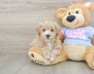 8 week old Maltipoo Puppy For Sale - Premier Pups