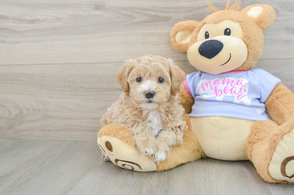 6 week old Maltipoo Puppy For Sale - Premier Pups