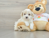 9 week old Maltipoo Puppy For Sale - Premier Pups
