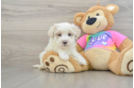 Maltipoo Pup Being Cute