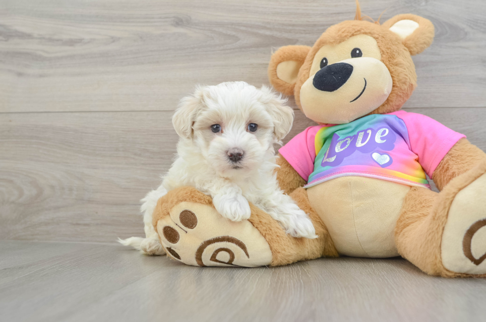 6 week old Maltipoo Puppy For Sale - Premier Pups