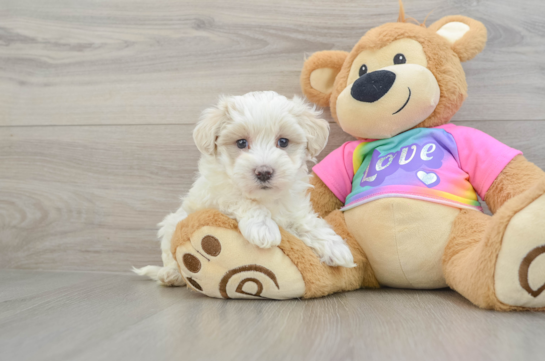 Maltipoo Pup Being Cute