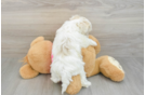 Maltipoo Puppy for Adoption