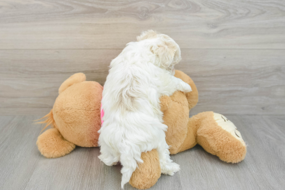 Maltipoo Puppy for Adoption