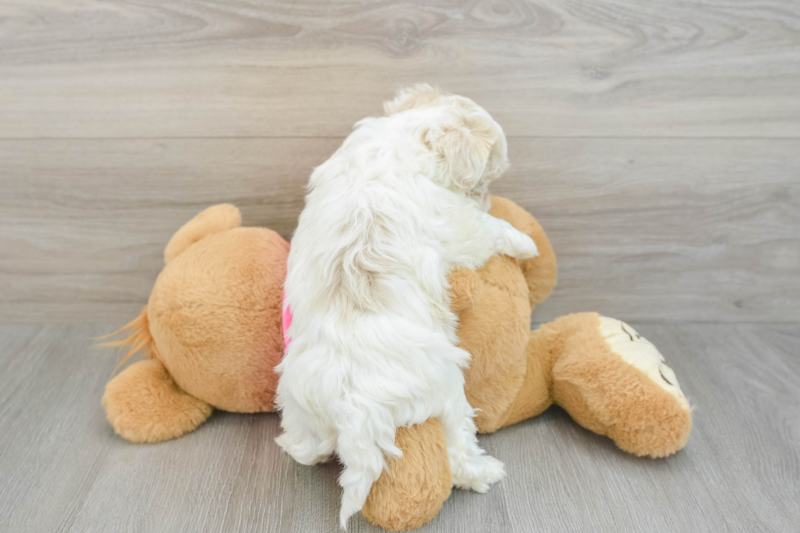 Meet Jake - our Maltipoo Puppy Photo 2/3 - Premier Pups