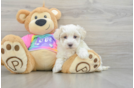 Petite Maltipoo Poodle Mix Pup
