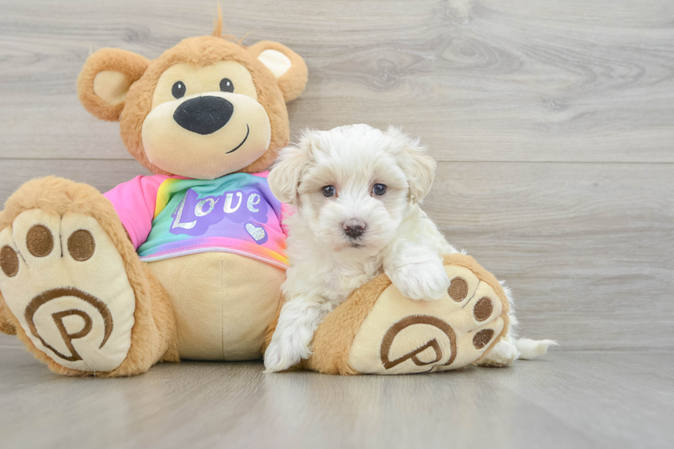 Petite Maltipoo Poodle Mix Pup