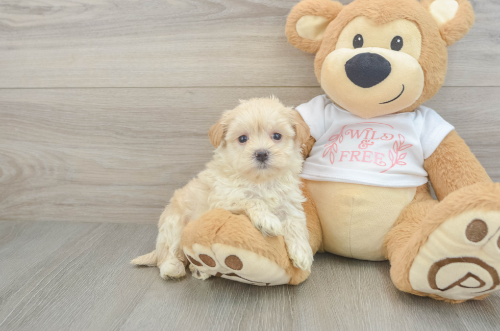 5 week old Maltipoo Puppy For Sale - Premier Pups