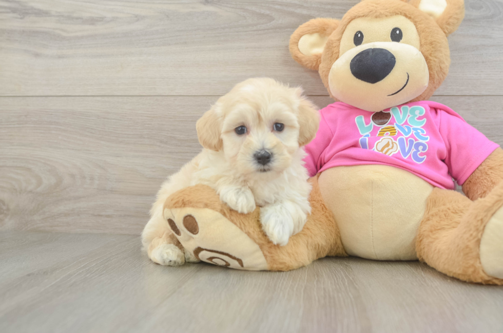 7 week old Maltipoo Puppy For Sale - Premier Pups