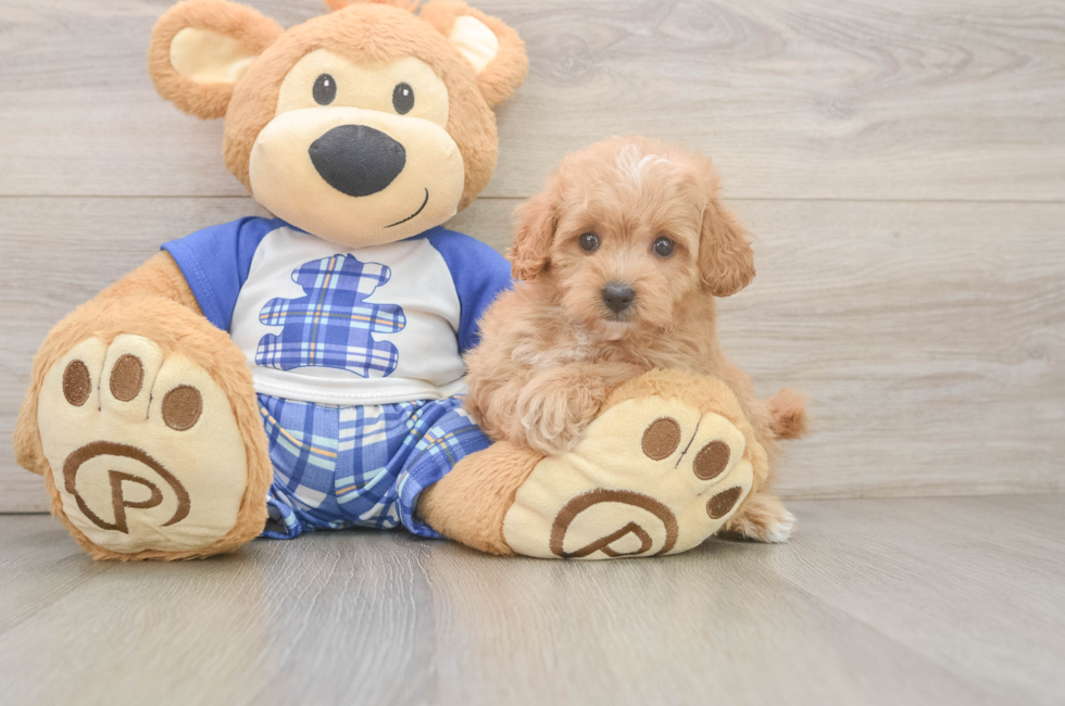 6 week old Maltipoo Puppy For Sale - Premier Pups