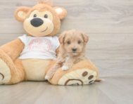 6 week old Maltipoo Puppy For Sale - Premier Pups