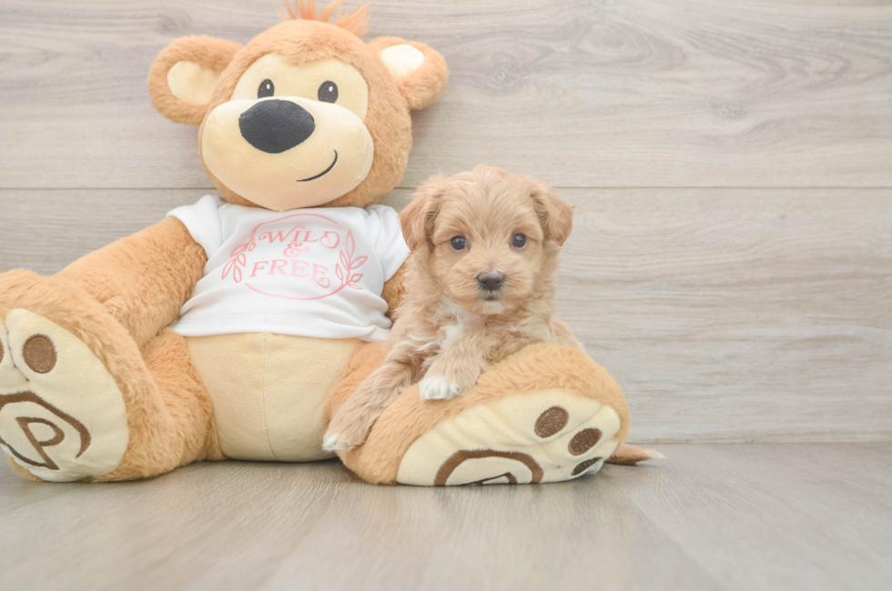 5 week old Maltipoo Puppy For Sale - Premier Pups