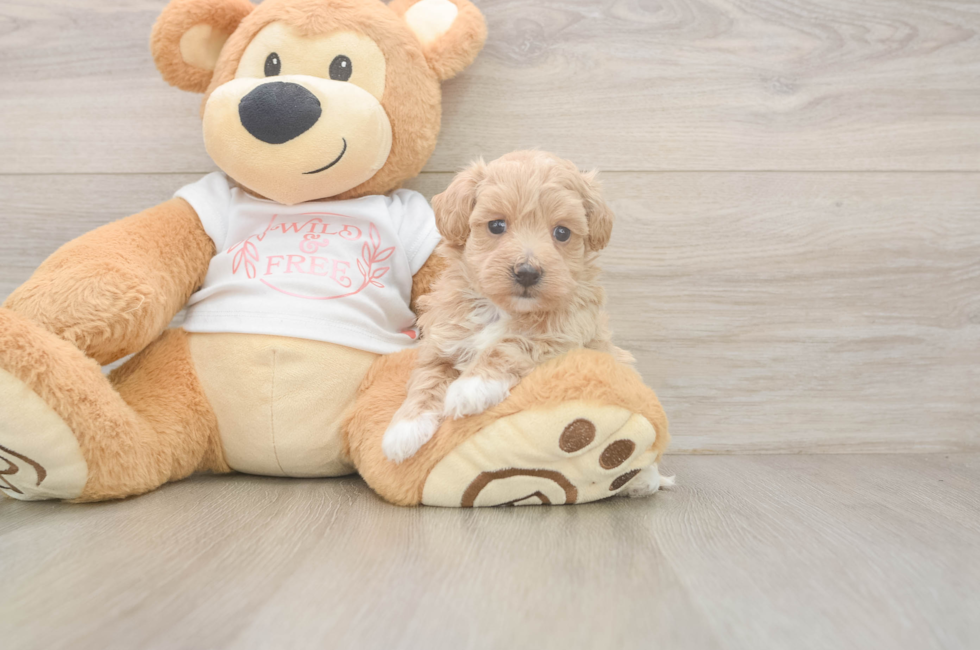 5 week old Maltipoo Puppy For Sale - Premier Pups