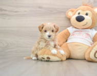 8 week old Maltipoo Puppy For Sale - Premier Pups