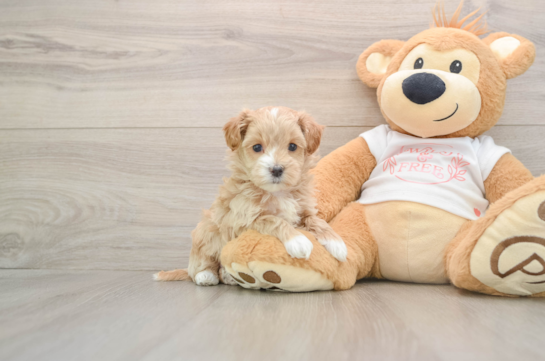 Popular Maltipoo Poodle Mix Pup